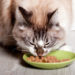 Meilleure nourriture pour les chats atteints de diabète