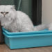 Meilleurs (et pires) endroits pour le bac à litière de votre chat
