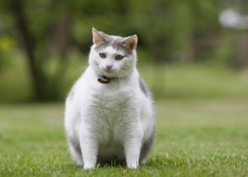 Nourrir fréquemment les aliments en conserve pour encourager la perte de poids chez les chats