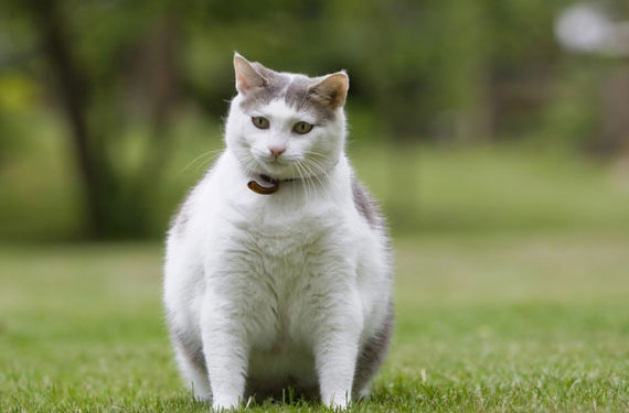 Nourrir fréquemment les aliments en conserve pour encourager la perte de poids chez les chats