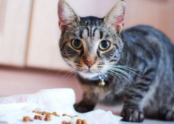 Nourrir le chat atteint d’hypercalcémie