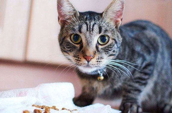 Nourrir le chat atteint d’hypercalcémie