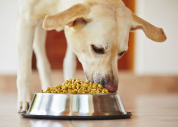 Nourrir les chiens atteints d’hyperlipidémie | Nourrir le chien qui a un taux de cholestérol élevé