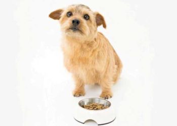 Nourrir les chiens atteints du syndrome de vomissement bilieux