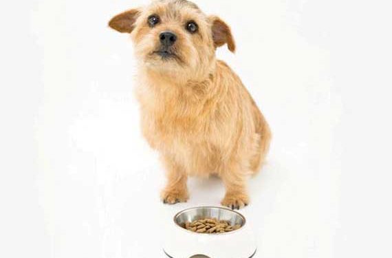 Nourrir les chiens atteints du syndrome de vomissement bilieux