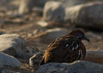 Oiseau Colombe des Galapagos – Faits, informations et photos
