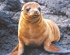 Otarie à fourrure des Galapagos