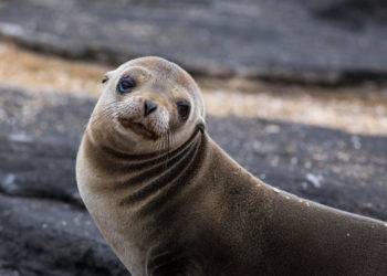 Otaries à fourrure des Galapagos – Faits, régime alimentaire et renseignements sur l’habitat
