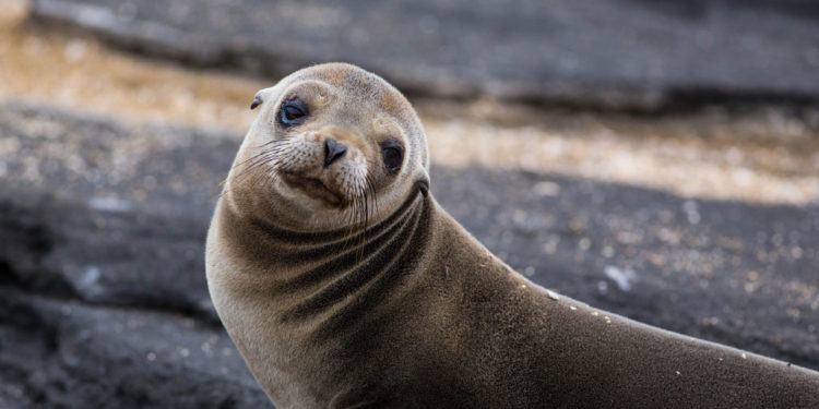 Otaries à fourrure des Galapagos – Faits, régime alimentaire et renseignements sur l’habitat