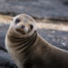 Otaries à fourrure des Galapagos – Faits, régime alimentaire et renseignements sur l’habitat