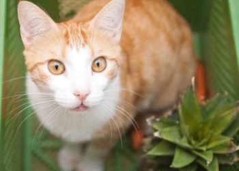 Pourquoi les chats ne sont-ils pas des imnivores? | Animauxinfo