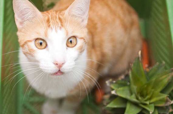 Pourquoi les chats ne sont-ils pas des imnivores? | Animauxinfo