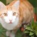 Pourquoi les chats ne sont-ils pas des imnivores? | Animauxinfo