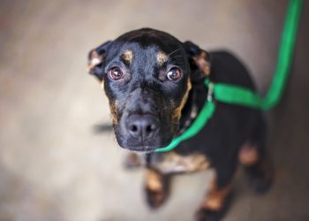 Pourquoi mon chien a-t-il peur de tout?