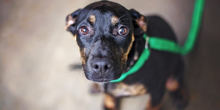 Pourquoi mon chien a-t-il peur de tout?
