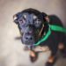 Pourquoi mon chien a-t-il peur de tout?