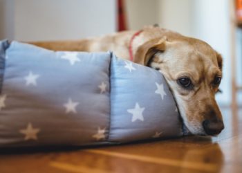 Pouvez-vous traiter l’anxiété des chiens avec des suppléments en vente libre et des produits calmants?