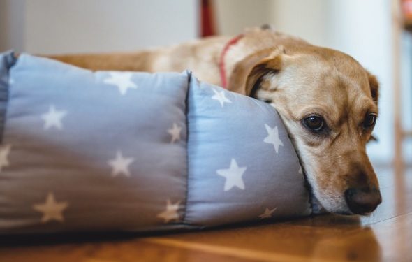 Pouvez-vous traiter l’anxiété des chiens avec des suppléments en vente libre et des produits calmants?