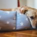 Pouvez-vous traiter l’anxiété des chiens avec des suppléments en vente libre et des produits calmants?
