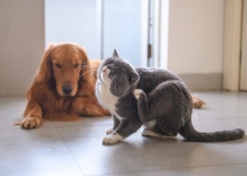 Pouvez-vous utiliser la terre de diatomées pour les puces?