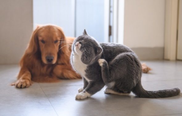 Pouvez-vous utiliser la terre de diatomées pour les puces?