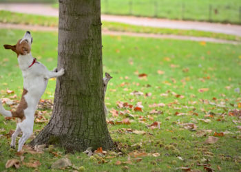 Prévention de la rage pour les chiens | Animauxinfo