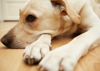 Que dois-je faire si mon chien mange de l’herbe?