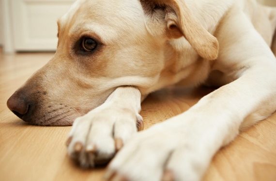 Que dois-je faire si mon chien mange de l’herbe?