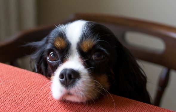 Que dois-je faire si mon chien mange un os de poulet?