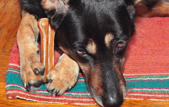 Que sont les griffes rosées? | Les griffes de rosée pour chien doivent-elles être retirées?