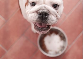 Quel est le régime recommandé par le vétérinaire pour la maladie de Cushing canine?