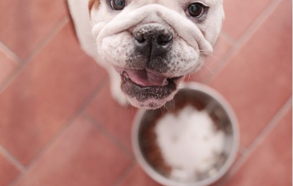 Quel est le régime recommandé par le vétérinaire pour la maladie de Cushing canine?