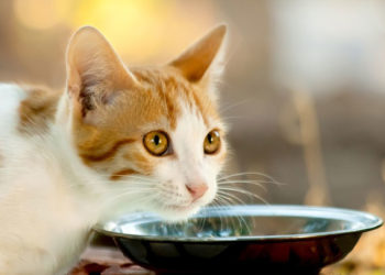 Quelle est la définition légale d’un sous-produit de viande dans les aliments pour chats?