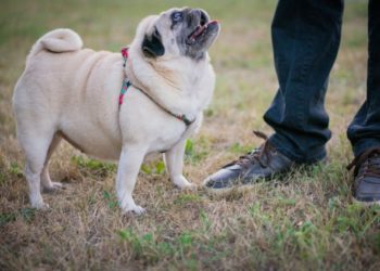 Quelle est la meilleure nourriture pour chiens pour perdre du poids?