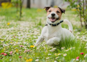 Quelles sont les options pour la prévention du ver du cœur chez les chiens?