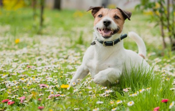 Quelles sont les options pour la prévention du ver du cœur chez les chiens?