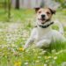 Quelles sont les options pour la prévention du ver du cœur chez les chiens?