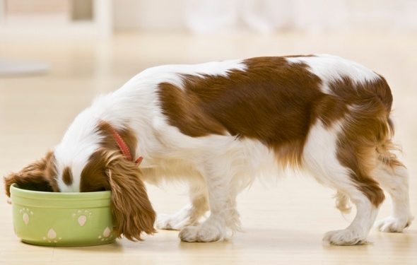 Qu’est-ce que la nourriture holistique pour chiens?