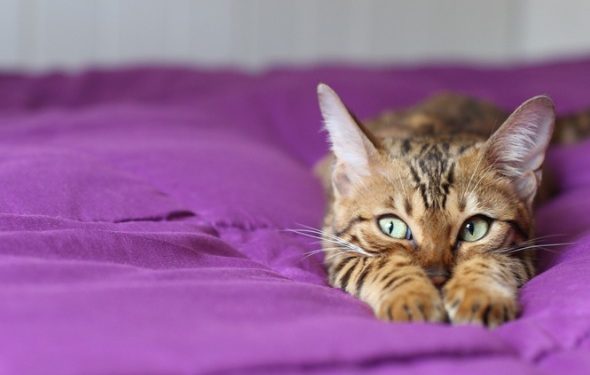 Qu’est-ce que le FIV et pourquoi le vaccin FIV n’est-il plus disponible?