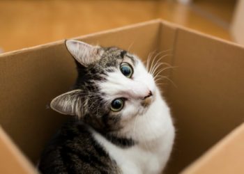 Qu’est-ce que le vaccin FVRCP pour chat?