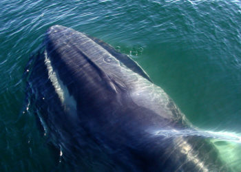 Rorquals communs – Faits, information, habitat et photos