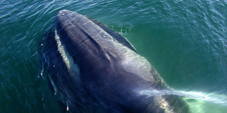 Rorquals communs – Faits, information, habitat et photos