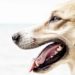 Signes de maladie des gencives chez les chiens