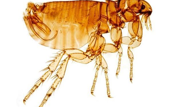 Tout sur la puce du chat | Ctenocephalides felis