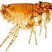 Tout sur la puce du chat | Ctenocephalides felis