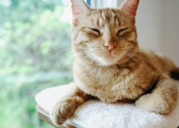 Traitement de l’arthrite chez les chats | Animauxinfo