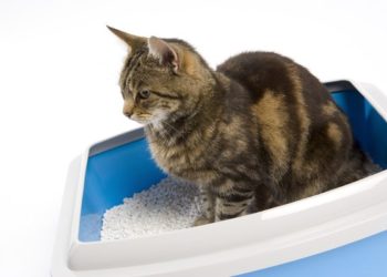 Un chat a des problèmes pour uriner, que faire ?