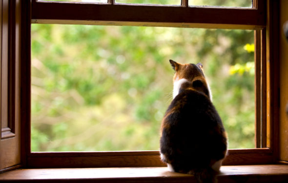 Un chat d’intérieur peut-il être un chat d’extérieur à temps partiel?