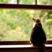 Un chat d’intérieur peut-il être un chat d’extérieur à temps partiel?