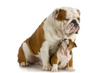 Un débat sur tous les aliments pour chiens au stade de la vie